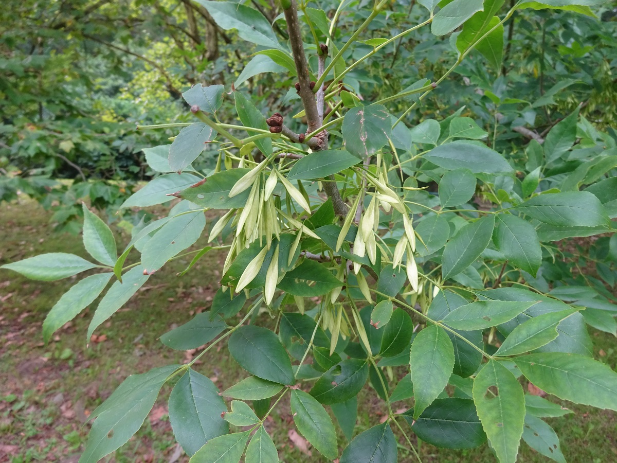 Fraxinus americana (Oleaceae)